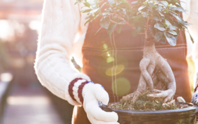 The Bonsai Diaries episode 1 – Keeping the Bonsai alive!