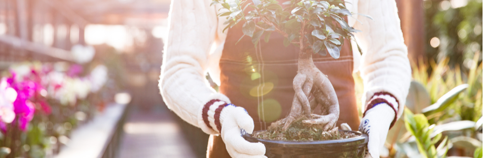 The Bonsai Diaries episode 1 – Keeping the Bonsai alive!