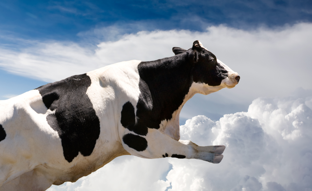 Clouds v Cows – Cloud Computing Explained