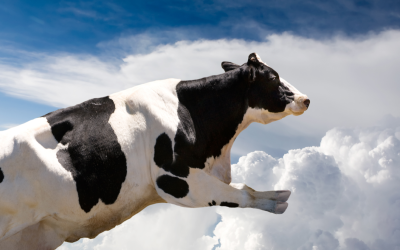 Clouds v Cows – Cloud Computing Explained